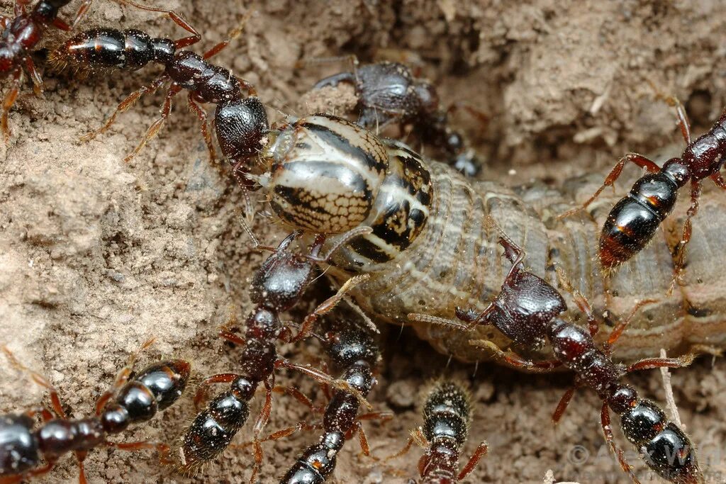 Черноголовый лесной муравей удмуртия. Рыжая мирмика муравей. Матка. Муравей тащит. Муравьи и муравьиная кислота.