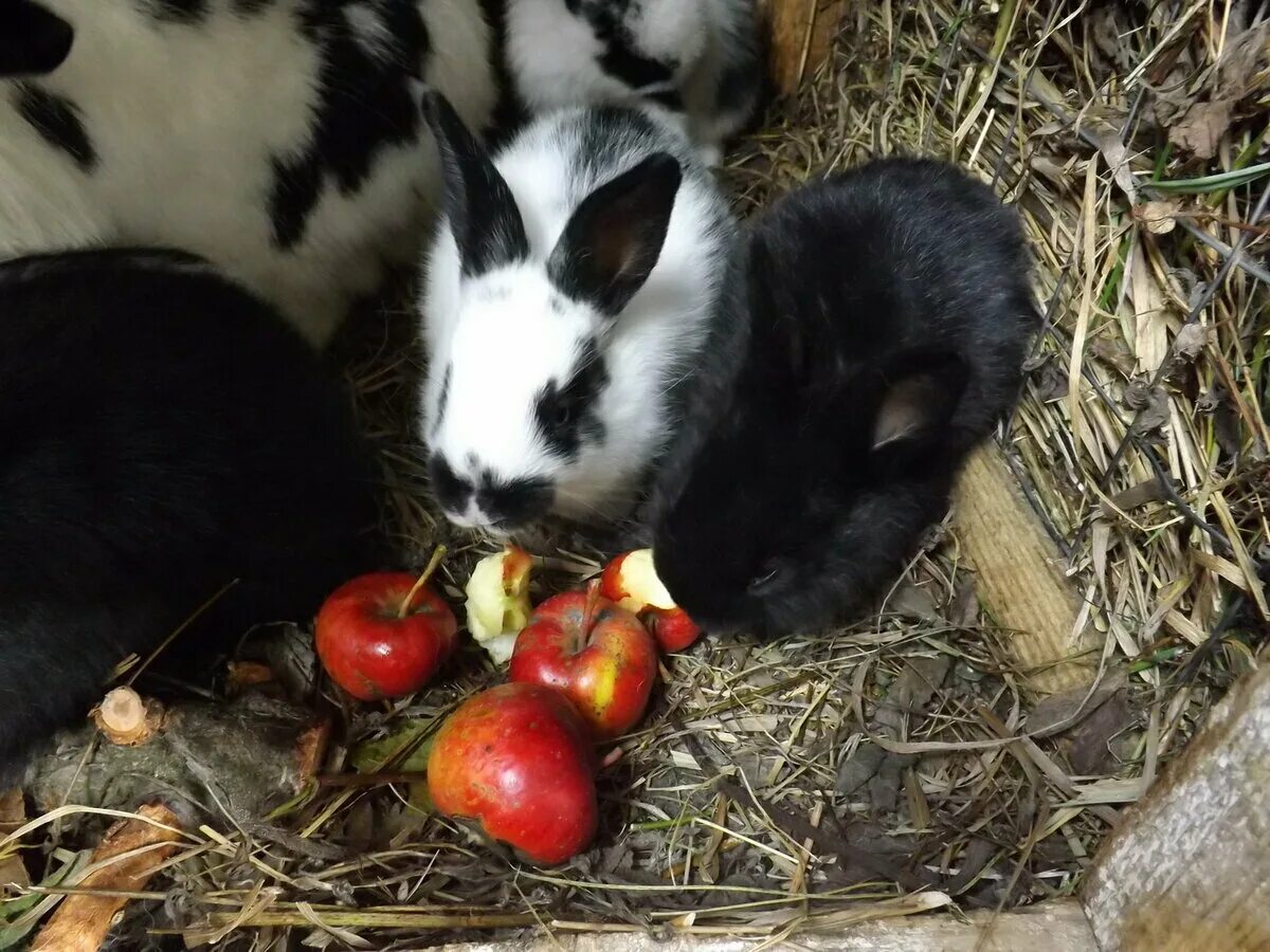 Можно кролику яблоко. Кролик с яблоками. Кролик ест яблоко. Что едят кролики. Кролик кушает.