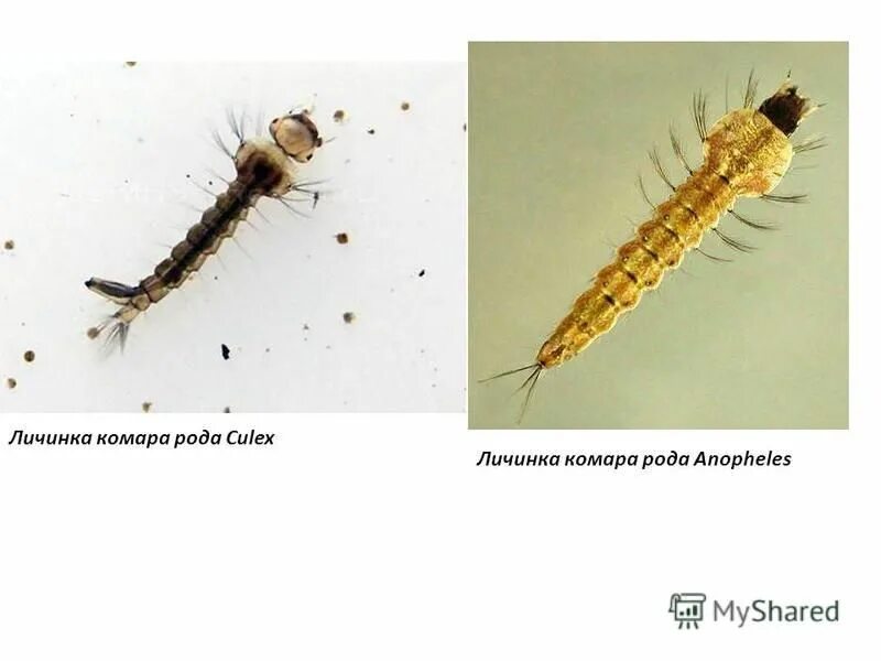 лицедей ее высочества алекс кулекс