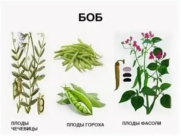Название плода бобовых. Плоды фасоли гороха акации. растения семейства бобовых. плод бобовых растений. боб растение плод.
