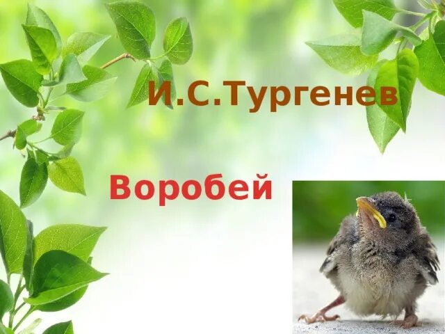 Воробей я возвращался с охоты. Тургенев воробей. тургенев воробей иллюстрации. тургенев воробей рисунок.