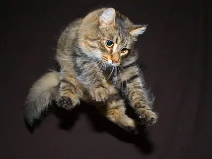 Кот на кошке фото