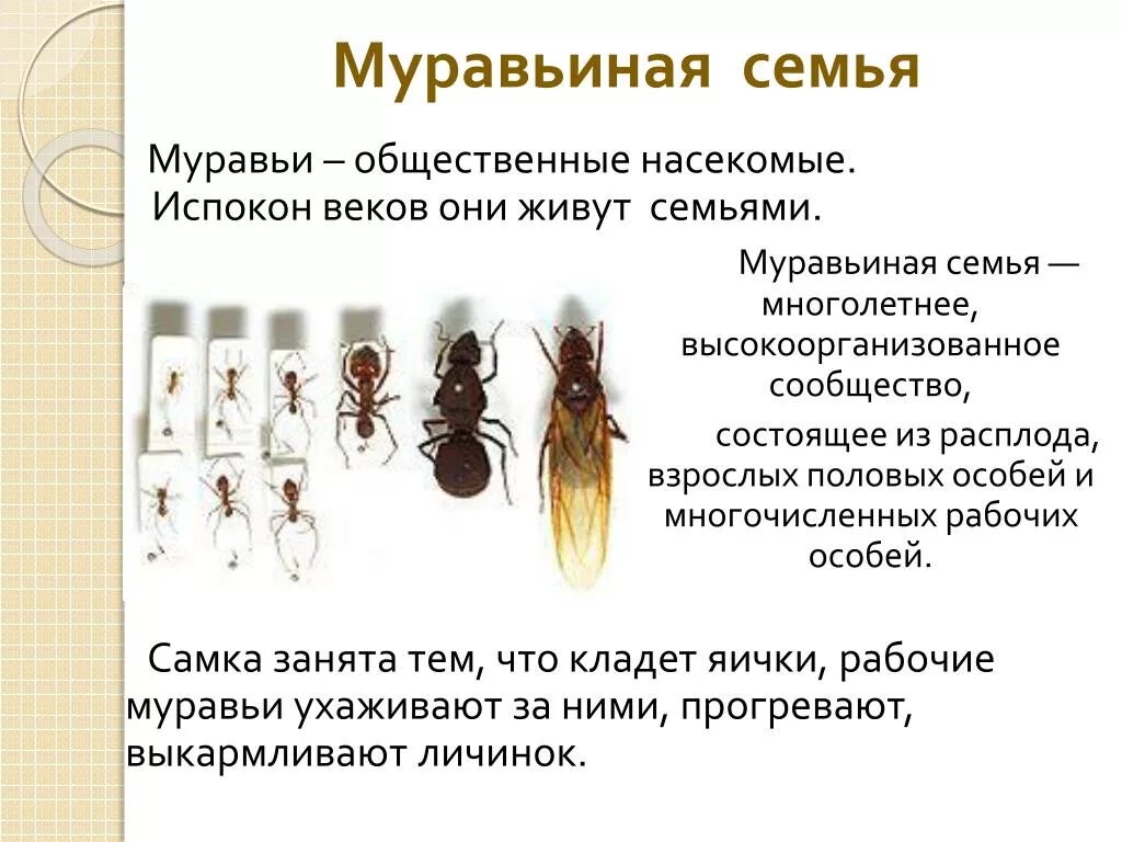Развитие общественных насекомых