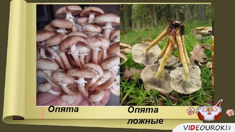 Как отличить опята от ложных опят. Опенок ложный и настоящий. ложные опята и настоящие опята. грибы опята ложные и нормальные. опята ложные и настоящие различия.