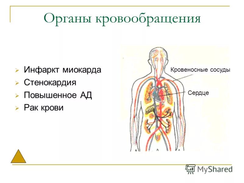 кровообращение человека. сптокние системы кровообращения. кровеносная система анатомия. презентация в 8 классе по биологии органы кровообращения. система органов кровообращения.