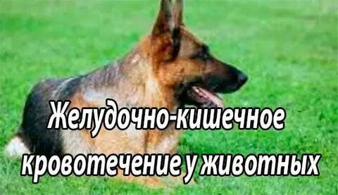 Кишечное кровотечение у собаки