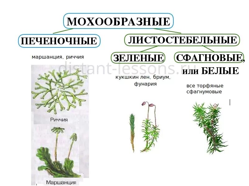 Примеры мхов 7 класс. Моховидные печеночные мхи. Мхи печеночные и листостебельные. Мохообразные растения классификация. Мхи печеночные и листостебельные таблица.