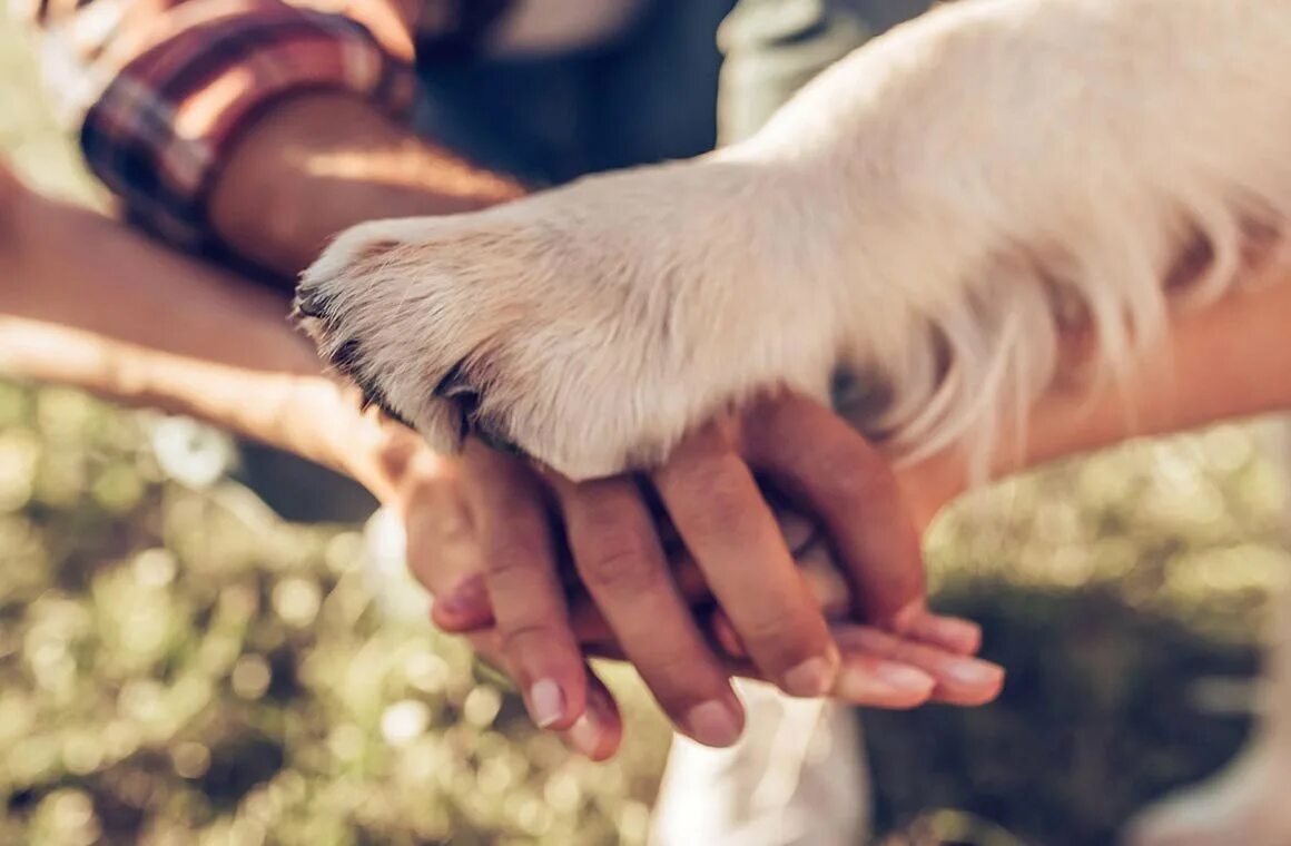 Рука и лапа. Рука и лапа собаки. Собачья лапа и рука человека. Лапа собаки и рука человека.