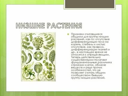Низшие растения особенности строения
