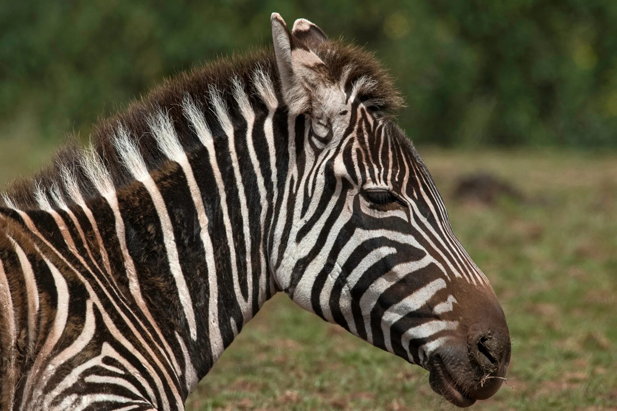 Абундизм зебра. Полосатые животные. Красивая зебра. Красивая зебра. Капская зебра.