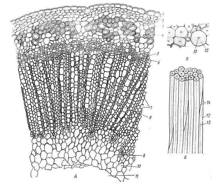 Сердцевина многолетнего стебля у растений выполняет функцию. Срез стебля льна лубяные волокна. Непучковое строение стебля льна. Стебель двудольного древесного растения непучковый Тип. Меристема на срезе стебля.