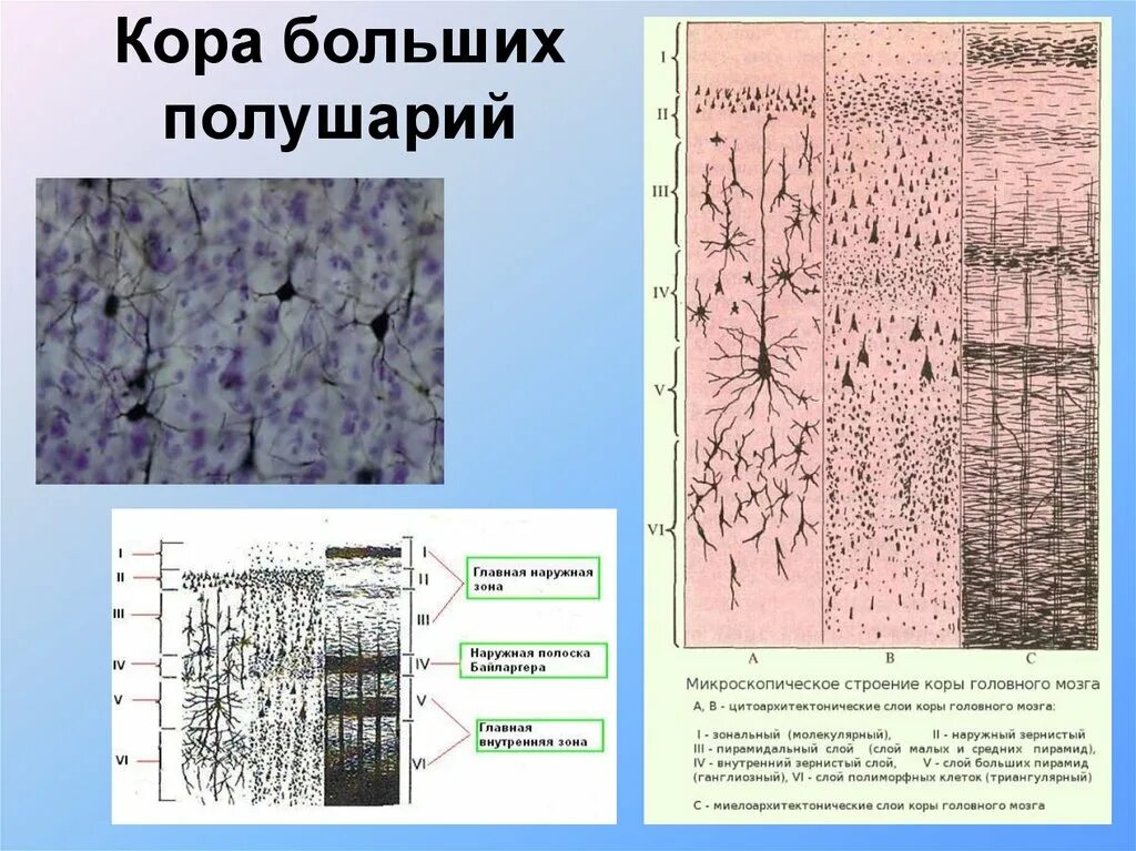 Слои коры головного мозга. Цитоархитектоника коры головного мозга гистология. Полушария головного мозга гистология.