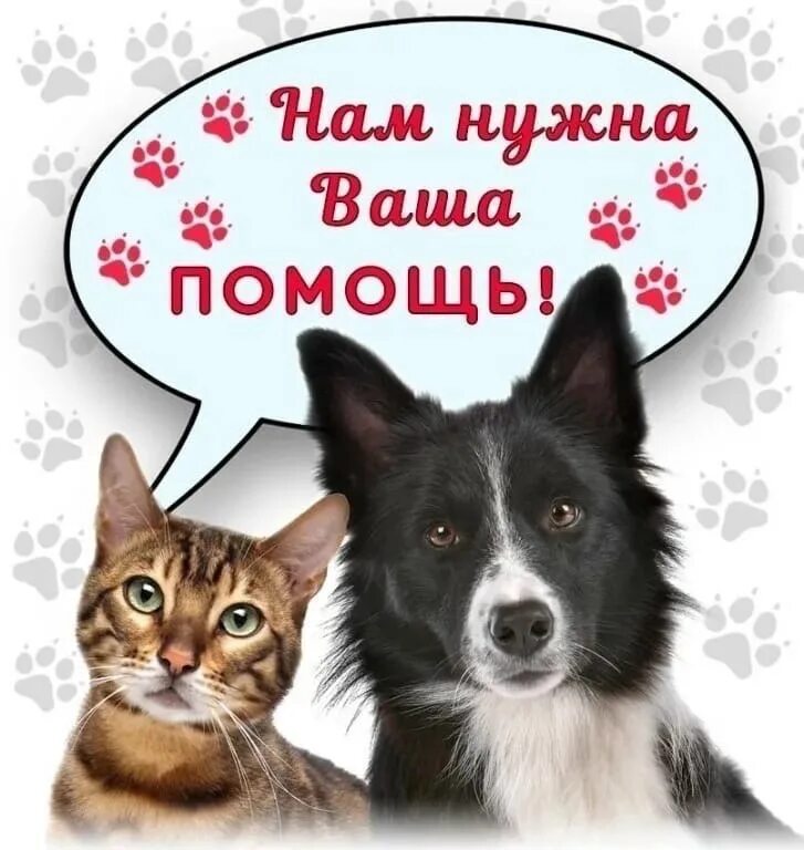 Помощь бездомным животным друг. Помоги приюту для животных. помогите приюту для животных. поможем бездомным животным. помочь приютам для животных.