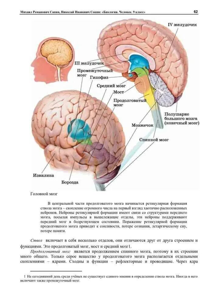 Биология 9 класс мозг человека. Головной мозг человека ЕГЭ биология 2023. Сапин карточки головной мозг. Мозг учебник по биологии.