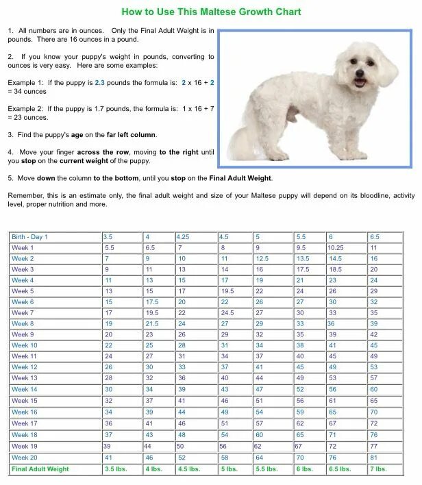 Как посчитать сколько собаке. Вес Бишон фризе по месяцам таблица. Вес щенка Бишон фризе по месяцам таблица. Бишон фризе вес щенка. Бишон фризе собака вес.