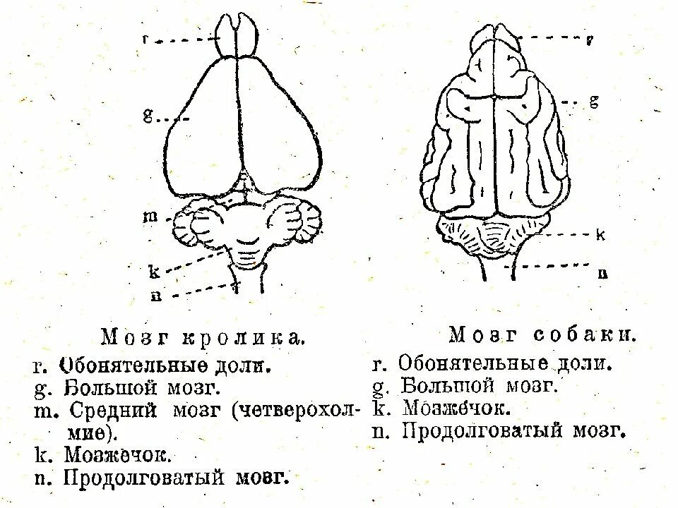 Отделы входящие в состав головного мозга млекопитающих. Отделы мозга собаки. Строение головного мозга млекопитающих. Головной мозг собаки схема. Схема строения головного мозга собаки.