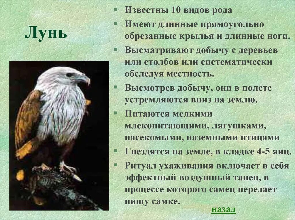 Степной Лунь информация. Лунь седой. Седой Лунь птица. Интересные факты о птице Лунь.