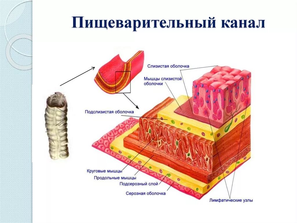 Строение стенки пищеварительной трубки. Строение стенки желудочно-кишечного тракта. Строение стенок органов пищеварительной системы. Строение оболочек стенки пищеварительной системы. Слизистые покровы или гладкая поверхность