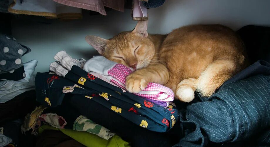 Кошка на шкафу. Кот в шкафу. Вещи для кота. Почему нравится лежать