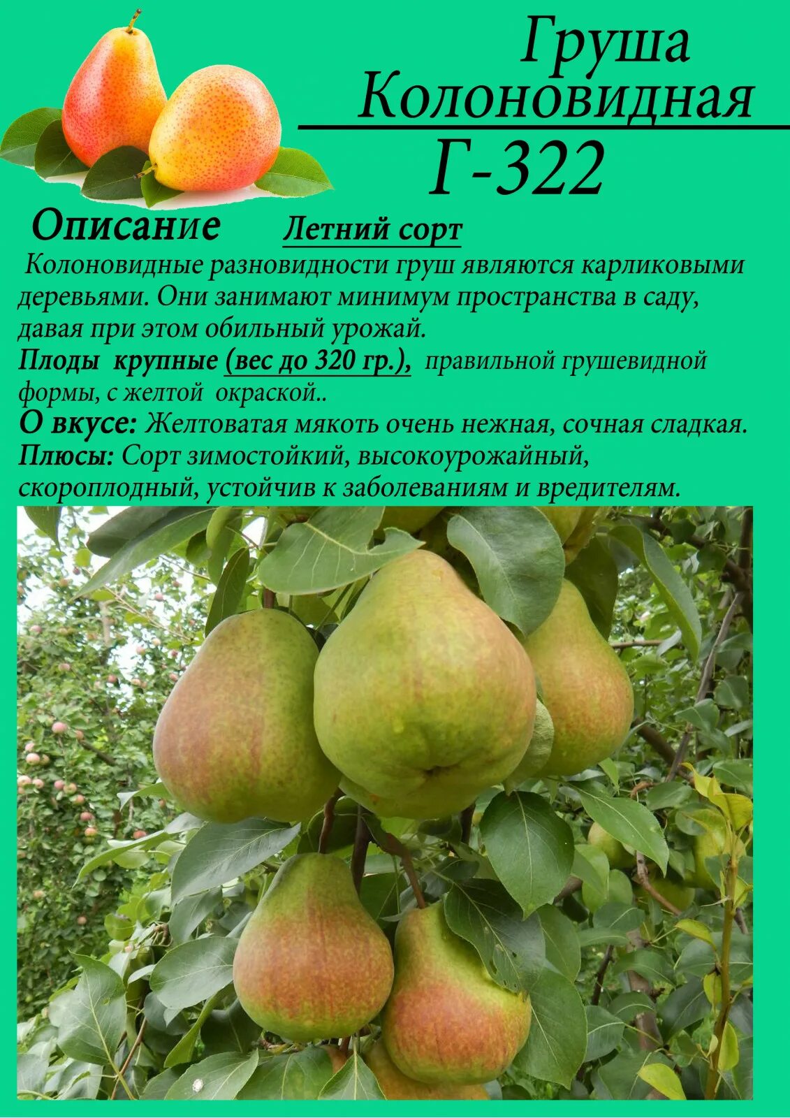 Груша Киффер саженцы купить в Москве по цене от 611 руб.