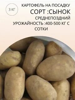 Сынок сорт картофеля описание характеристика отзывы фото
