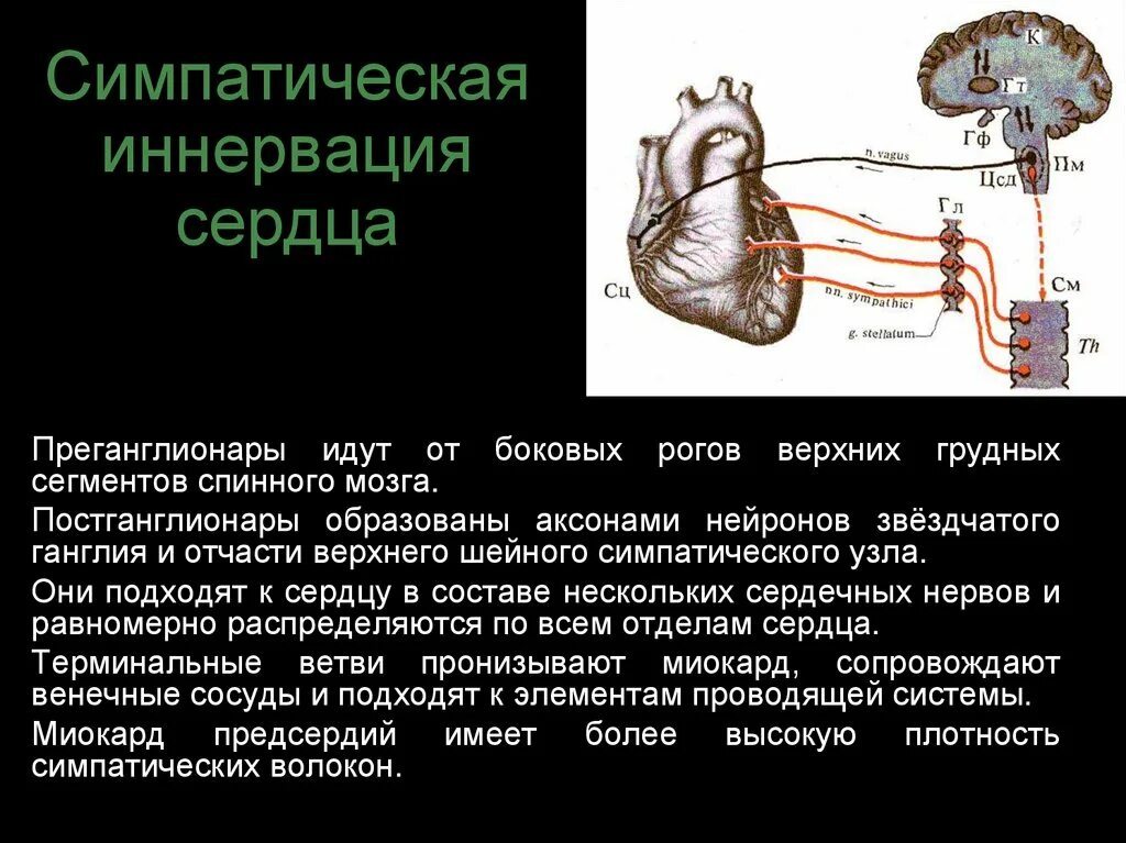 Сердце симпатическая