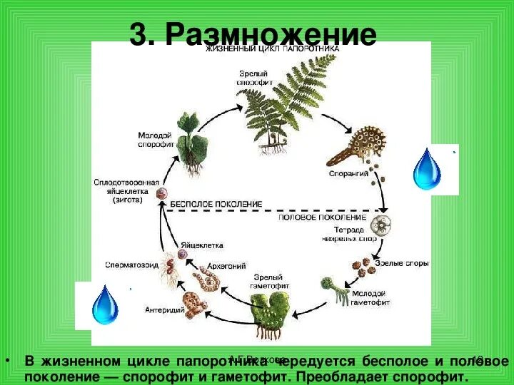 Жизненные циклы растений гаметофит и спорофит. Жизненный цикл папоротника бесполое поколение. Жизненный цикл папоротника спорофит гаметофит. Цикл развития папоротника спорофит и гаметофит.