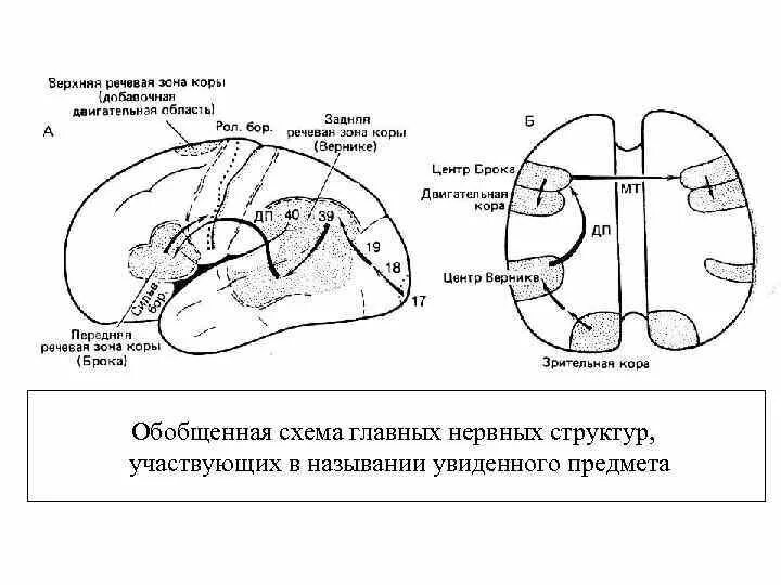 Рис 10 обобщенная схема основных нервных структур. Структуры мозга цистерна схема расположения. Мост да Винчи схема. Схема супрасегментарные структуры участвующие в интеграции боли. Изображенная на рисунке структура участвует