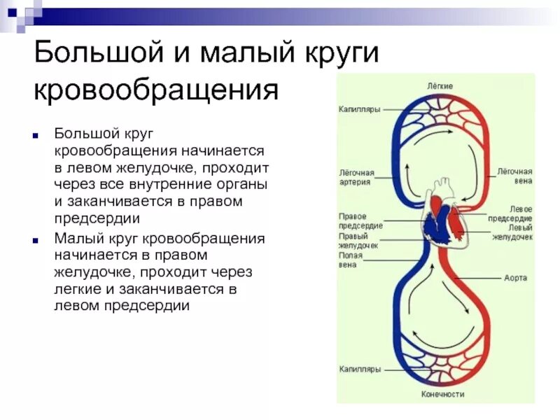 Конец большого круга. Малый круг кровообращения начинается в 1 правильный ответ. Круги кровообращения большой круг и малый круг кратко. Где начинается и где заканчивается малый круг кровообращения. Малый круг кровообращения начинается схема.