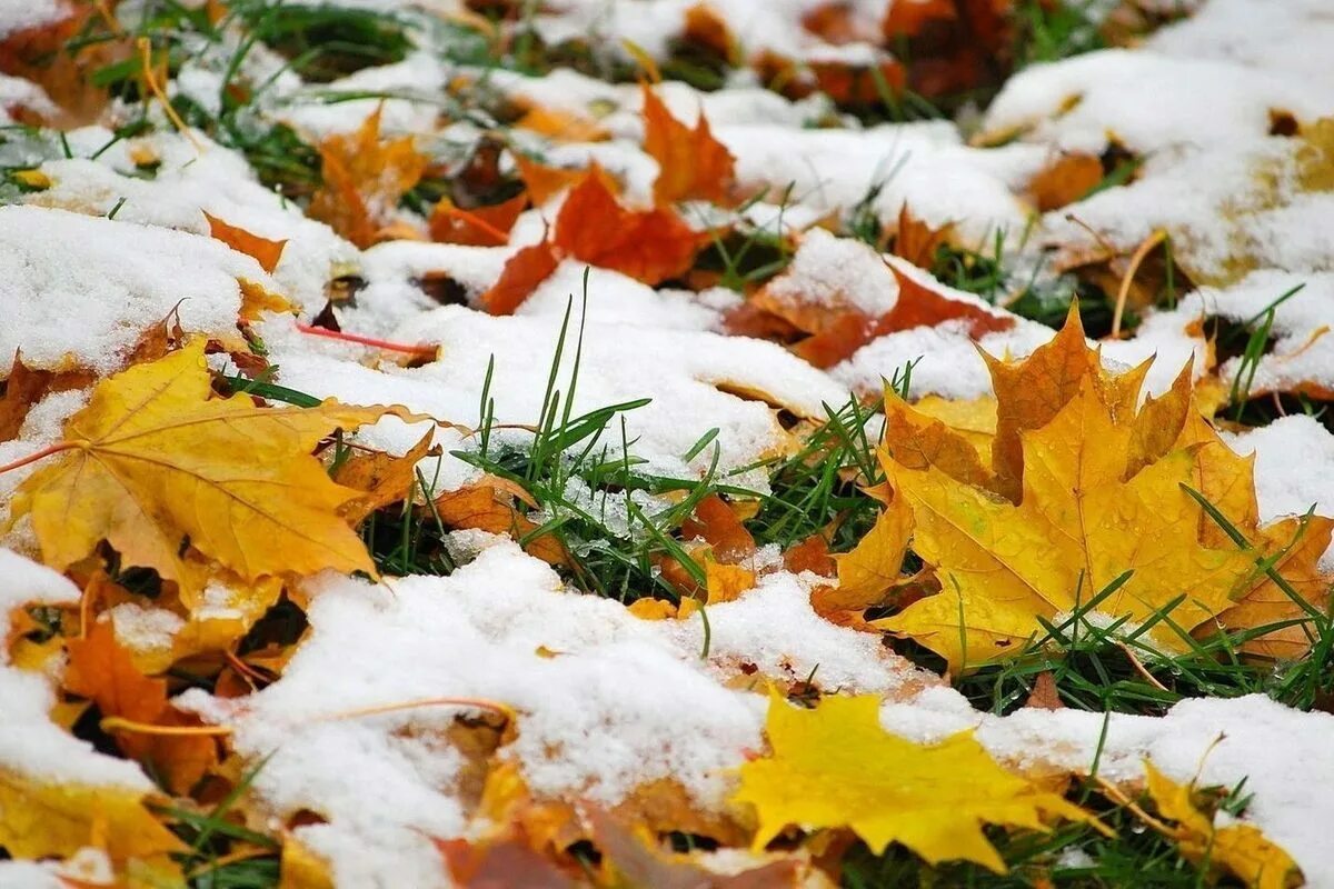 Погода конец сентября октябрь. Ноябрь природа. С началом зимы. Ранняя зима. Снег осенью.