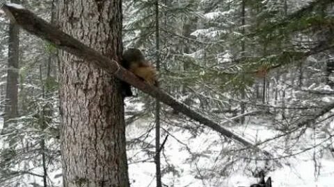 Приманка на соболя