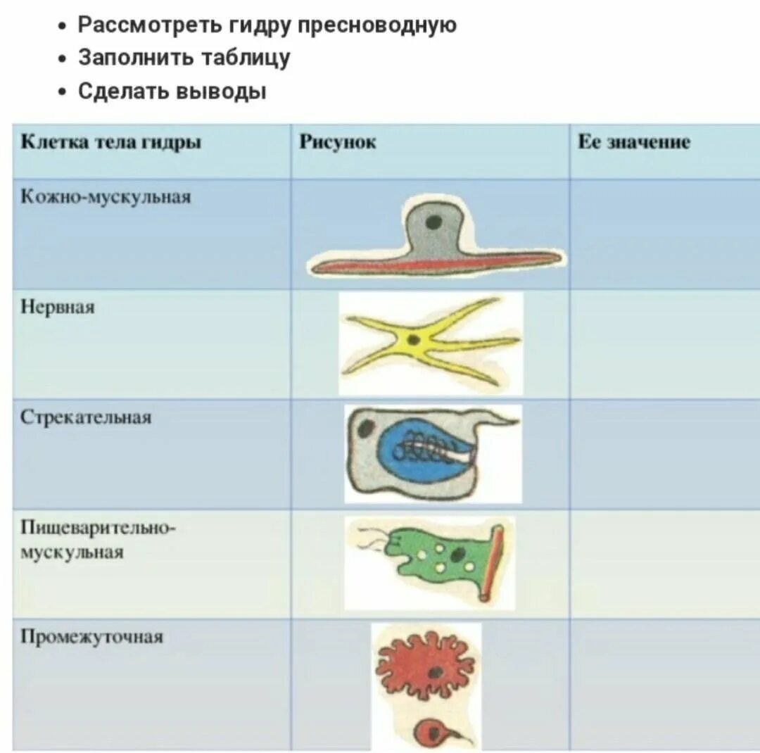 Кожно мускульная клетка передвижения. Строение чувствительной клетки гидры. Строение эпителиально мускульной клетки. Строение эпителиально мускульной клетки у кишечнополостных. Клеточное строение гидры 7 класс биология.