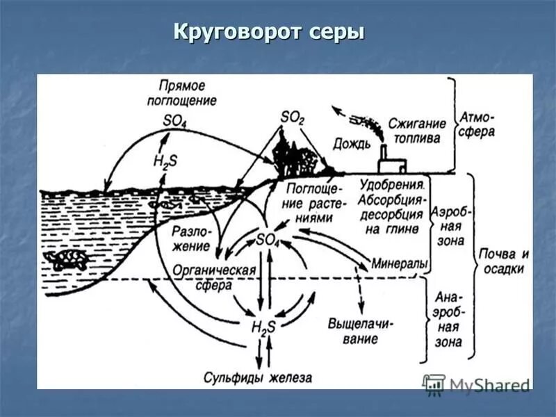 Круговорот серы в природе впр. Круговорот веществ железа. Схема круговорота железа. Круговорот железа в природе схема. Круговорот веществ в природе железо.