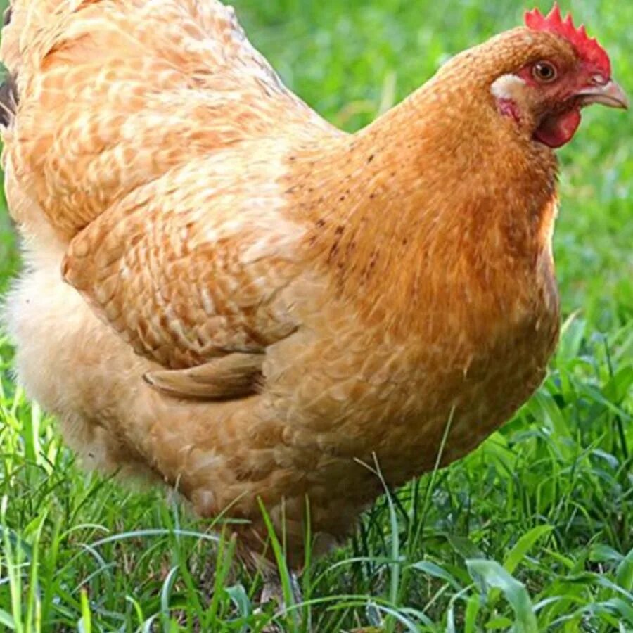 Самые яичные курицы