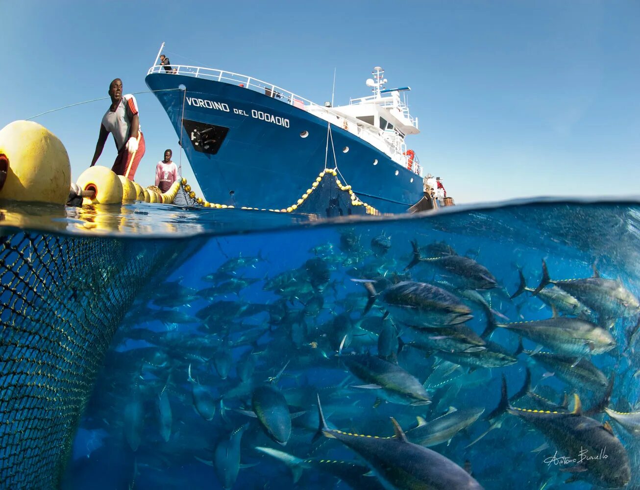 Морской промысел рыб. Atlantic Bluefin Tuna. Рыбы в океане. Рыболовство в океане. Рыболовство в тихом океане.