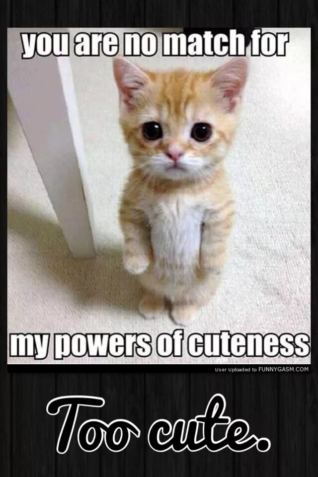 Hi my name is cat. Марсик имя для кота. Стикеры для граффити hello my name is. Hi my name is cat. Мышонок реджи фурри.