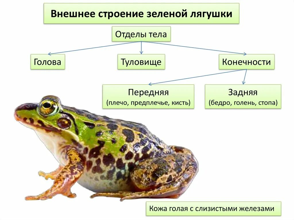 Земноводные внешнее строение лягушки. Внешнее строение зеленой лягушки. Внешнее строение лягушки отделы тела конечности. Отделы тела лягушки 7 класс. Тело земноводных состоит из