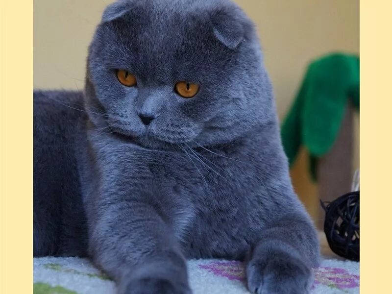 Вязка шотландский кот вислоухий. Шотландский скоттиш фолд мраморный. Вислоухие коты вязка. Шотландская вислоухая вязка. Шотландская вислоухая кошка медвежий тип.