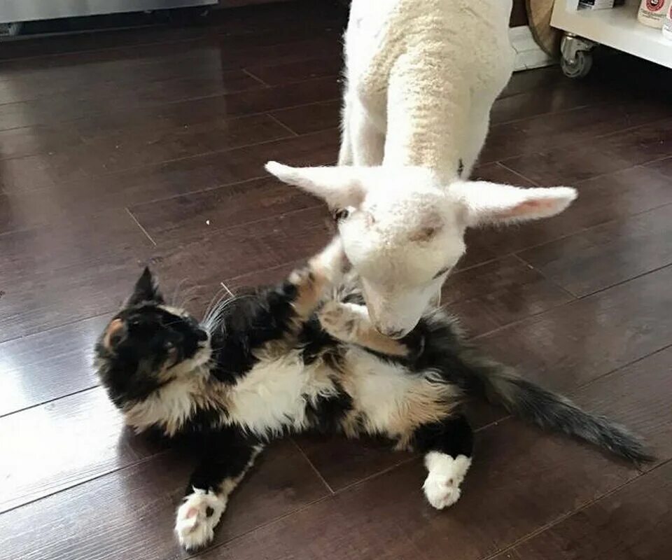 Ягнята и котята