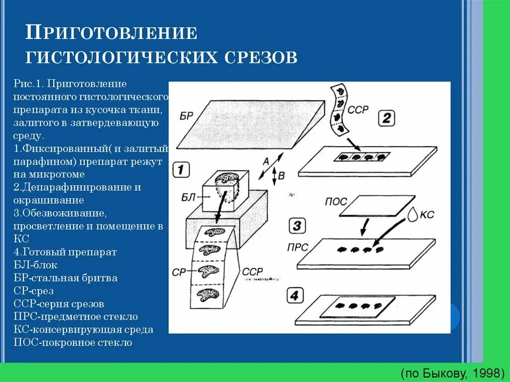 Приготовление срезов. Приготовление гистологических срезов на микротоме. Последовательность приготовления гистологического препарата. Методы приготовления препарата в гистологии. Алгоритм приготовления гистологического препарата.