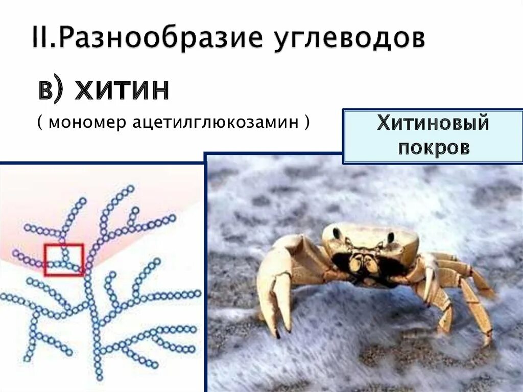 Хитин является углеводом. Хитин. мономер хитина. хитин мономер. хитин формула.
