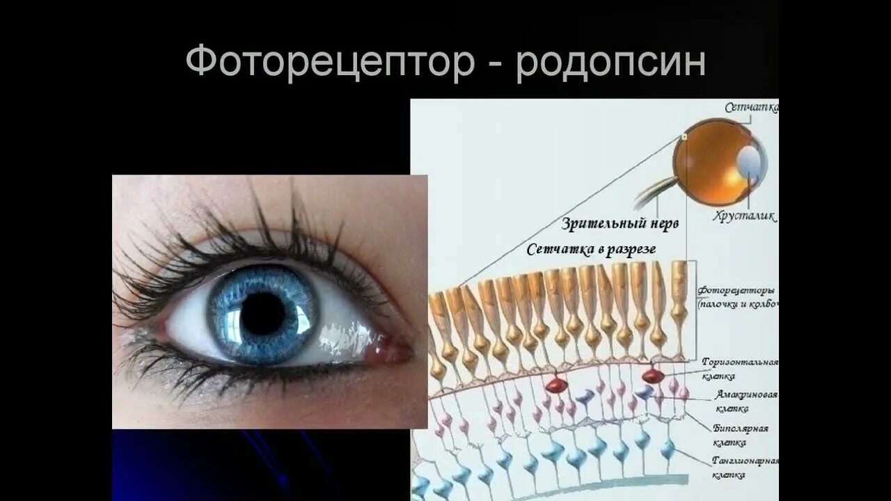 Белки пигменты. Зрительный пигмент родопсин. Фоторецепторы сетчатки глаза. Зрительные пигменты сетчатки глаза. Колбочки сетчатки зрительный пигмент.