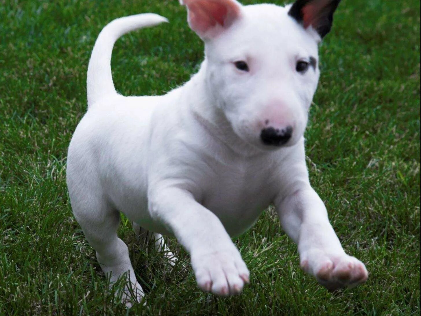 Белый булли. Бультерьер терьеры. Бультерьер снап. Минибуль белый. Бультерьер белый.