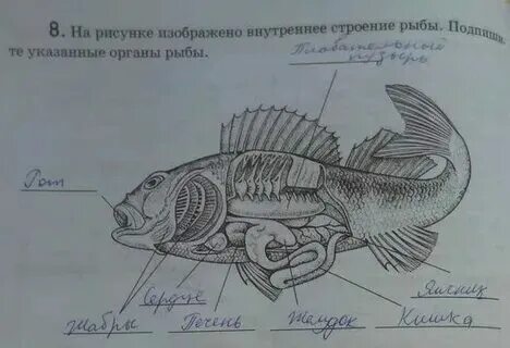 Окунь схема 1 класс в цвете