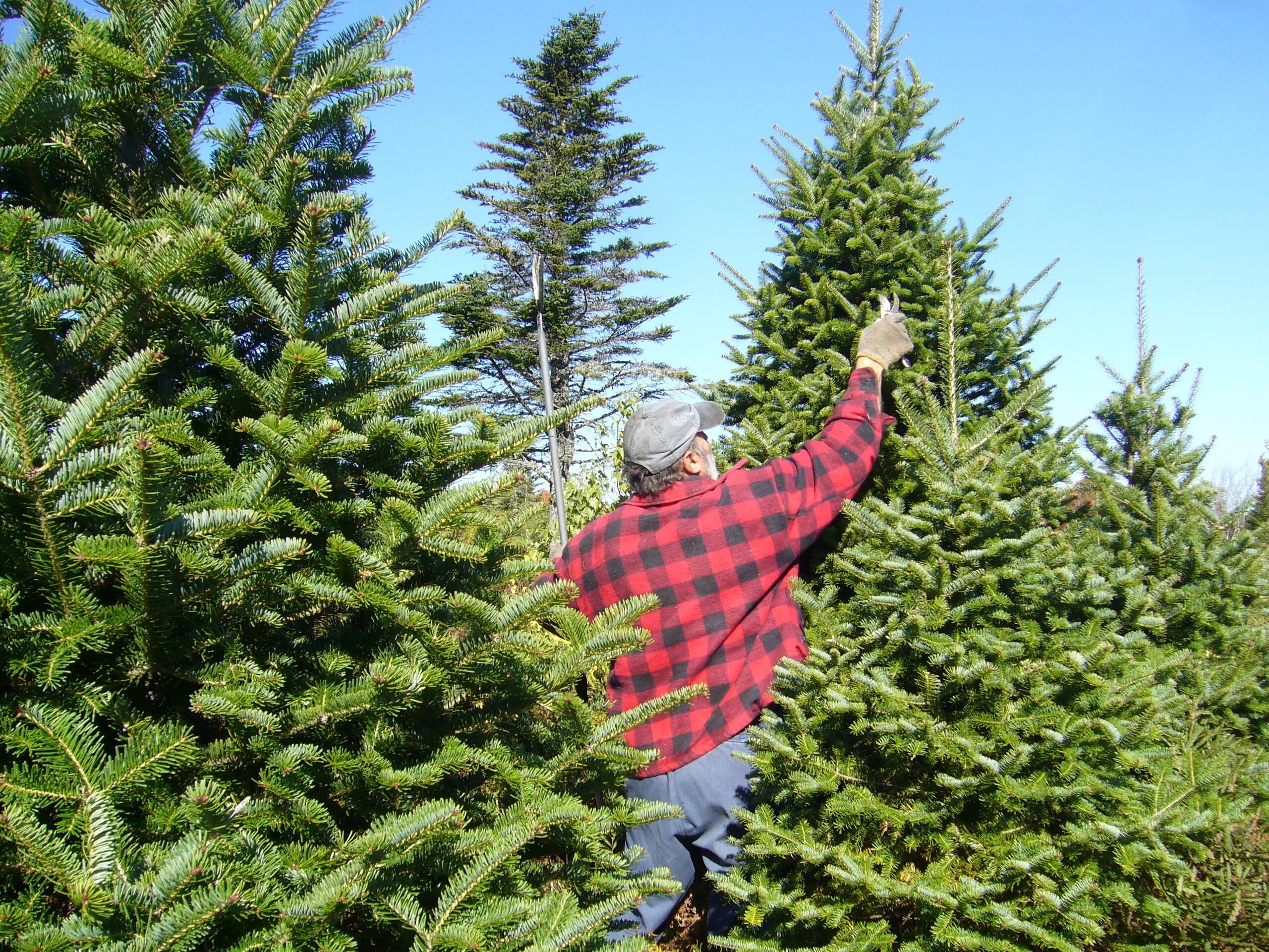 Фото живой ели. Balsam fir ёлка. Живые елки из леса. Елка Живая в лесу.