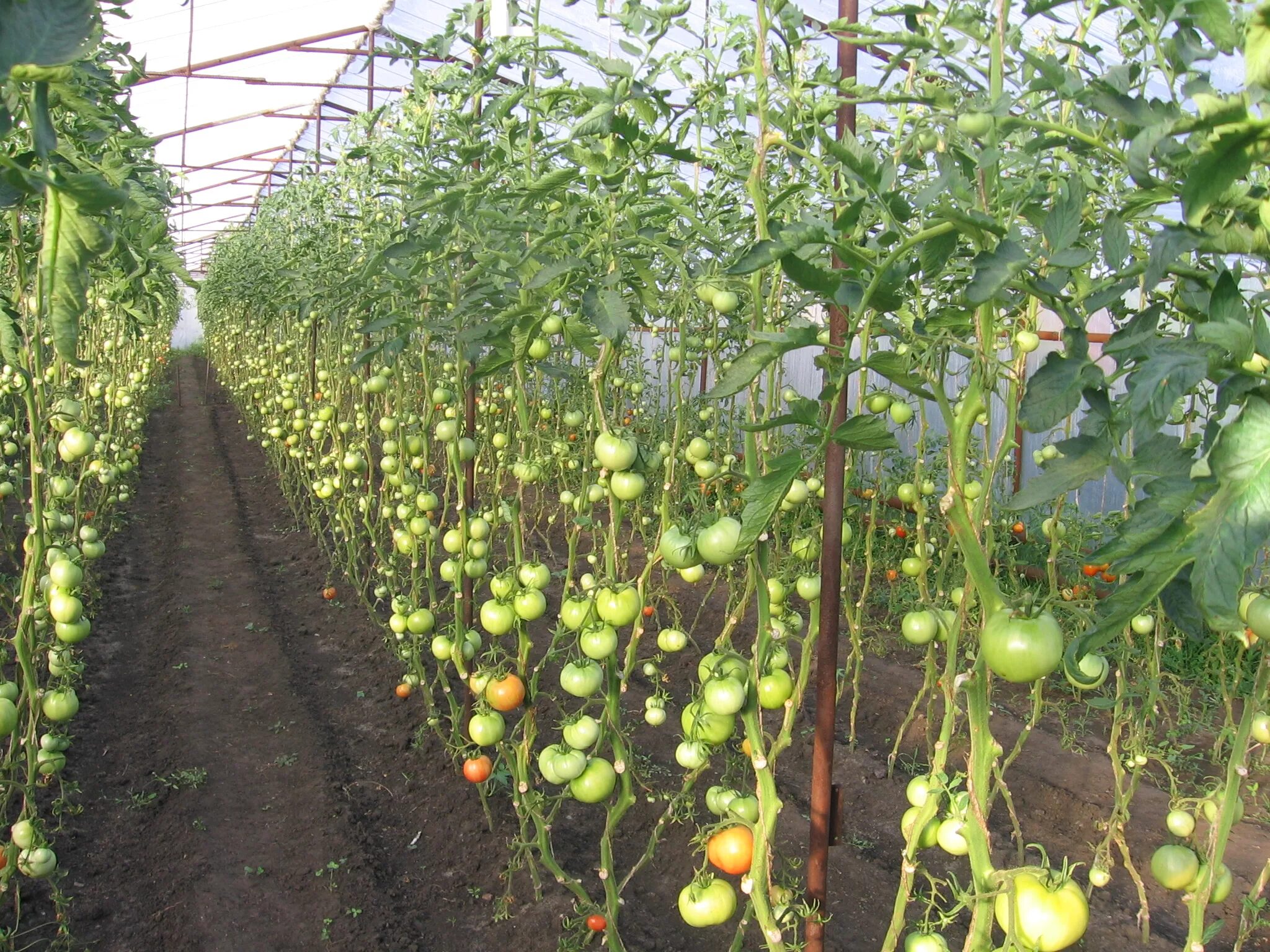 Выращивание помидоров для начинающих. Высокорослые томаты подвязка. Подвязка помидор черри. Подвязка высокорослых помидоров в теплице. Подвязка черри индетерминантный сортов.