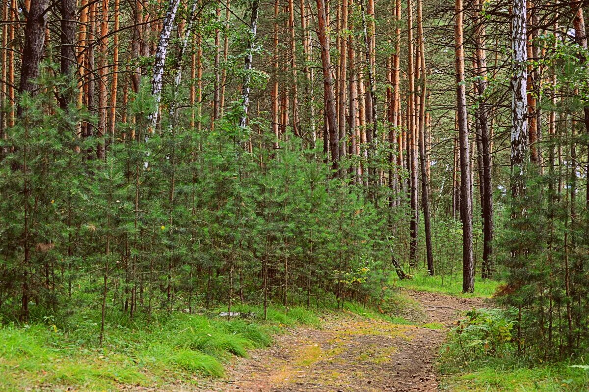 защитные полосы лесов. защитная функция лесов. рекреационное значение лесов. резервные леса. видом-средообразователем в хвойном лесу может являться.