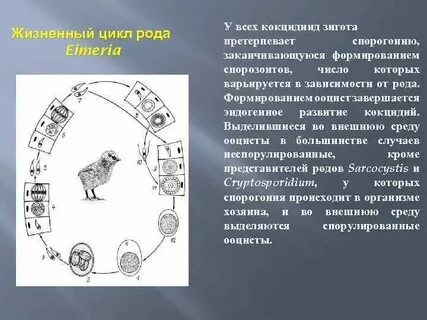 Жизненный цикл трихомонады