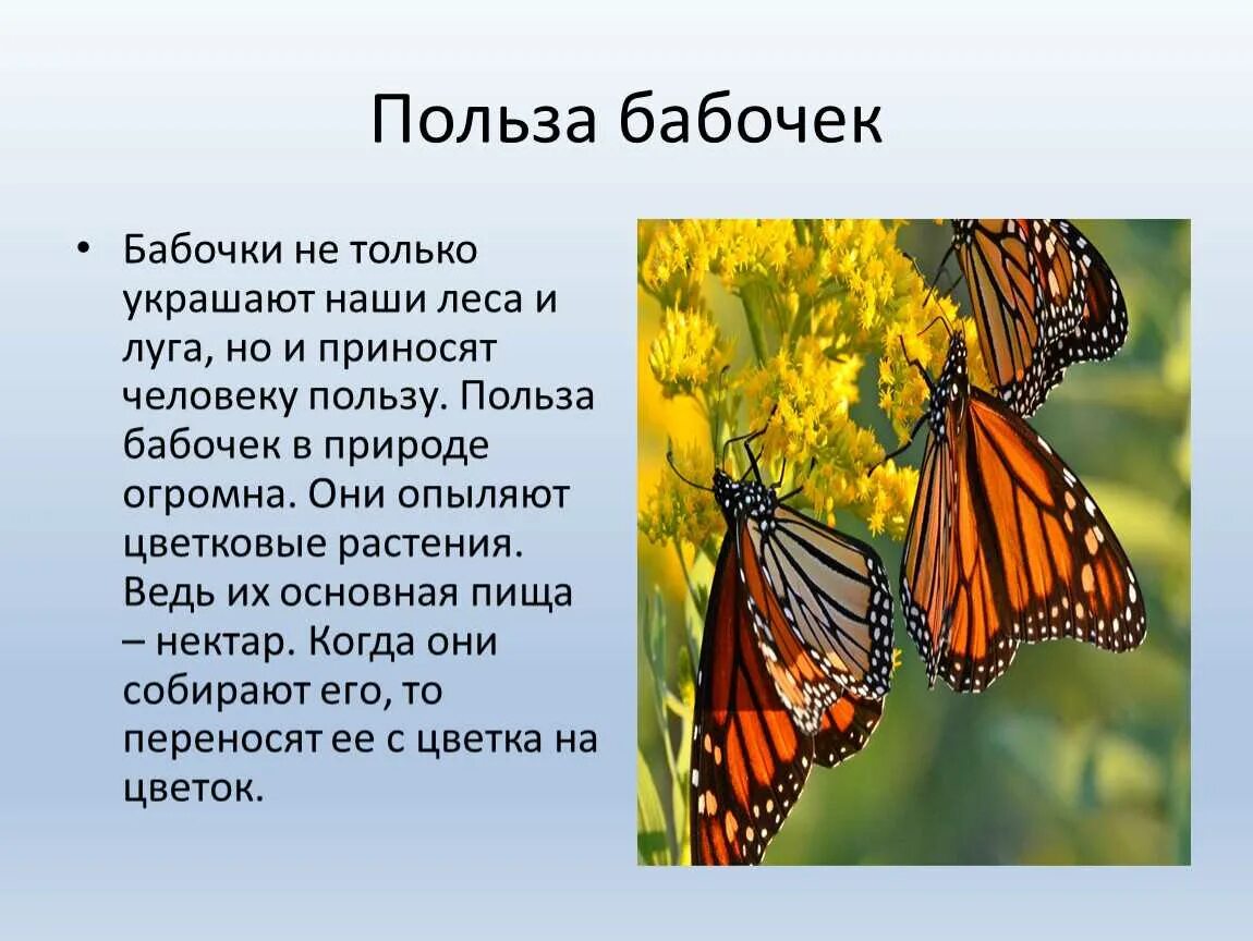 Где найти бабочек