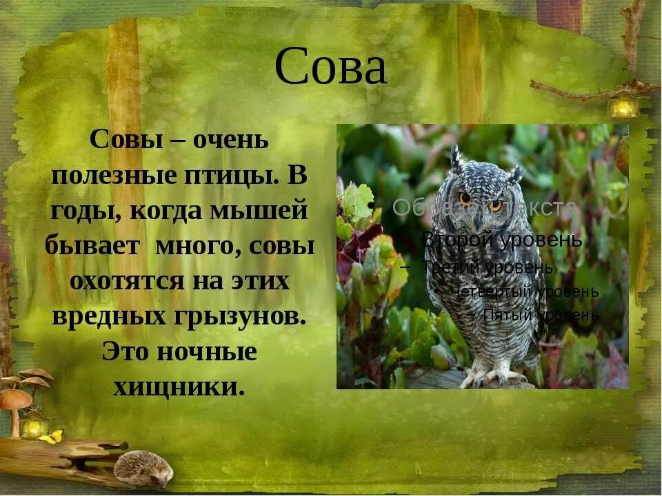 Где обитает сова в какой природной зоне. Сведения о сове. рассказ про сову. доклад про сову. сова для презентации.